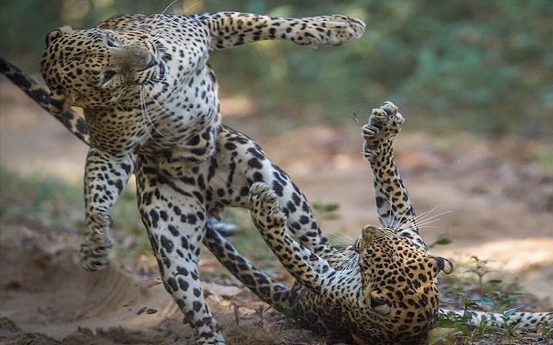 Leopard in Wilpattu National Park