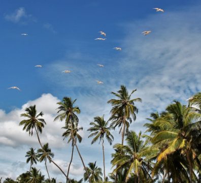 palm trees, exotic, blue sky-3540107.jpg