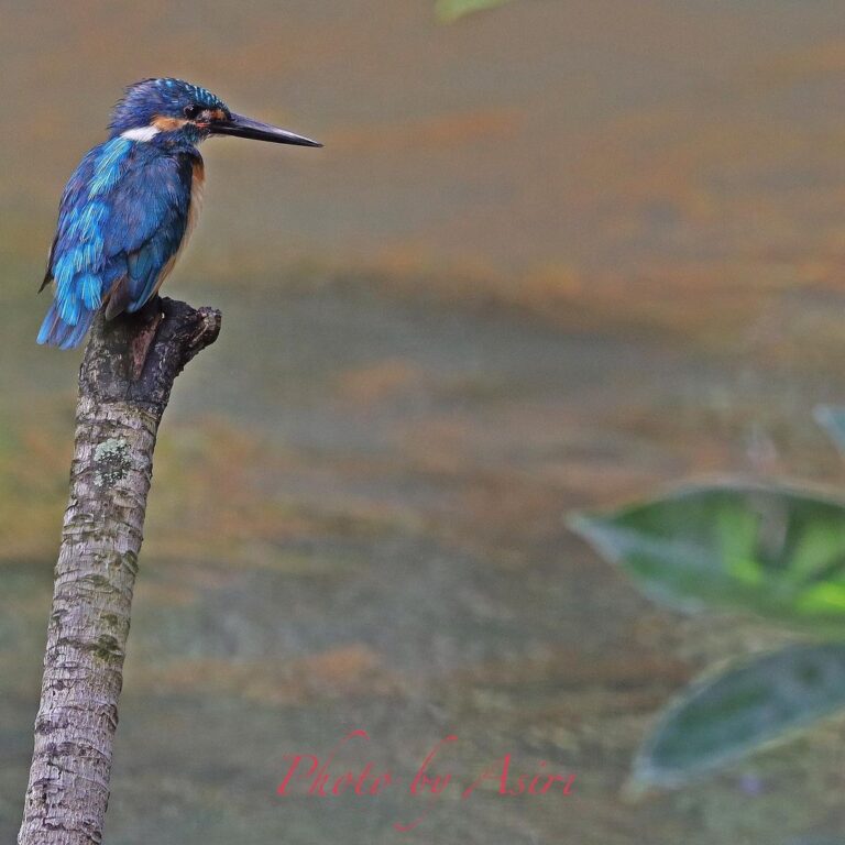 Best Birding spots around the Colombo city